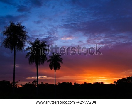 palm trees wallpaper. palm trees in Paraguay,