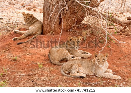 Tree lion cubs in the shadow