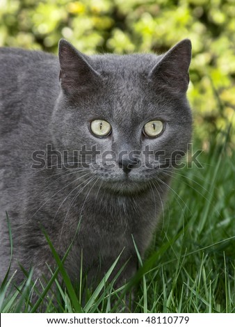 Beautiful gray cat staring into camera with green eyes and green grass background.