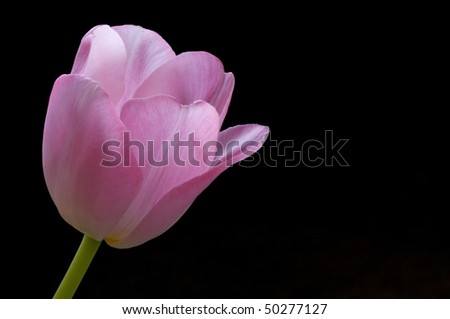 Soft pink tulip against black background with negative space on right for graphics or text.