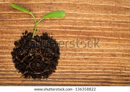 Growth or new life concept with small plant on wooden background