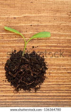 Growth or new life concept with small plant on wooden background