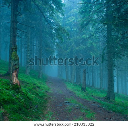 dark dreamy forest road with fog