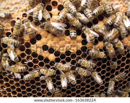Bees take care of the larvae - their new generation.