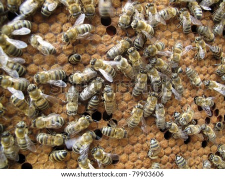 Bees clean cells, in which the eggs are placed. Under the brown wax caps are larvae of bees future.