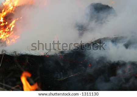 wild bushes on fire raging out of control