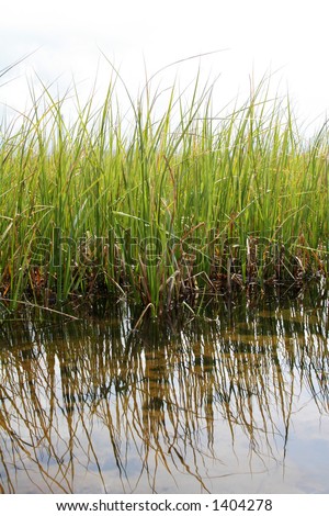 green marsh reeds in water, reflections of reeds in water, set against a cloudy sky