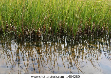 green marsh reeds in water, reflections of reeds in water