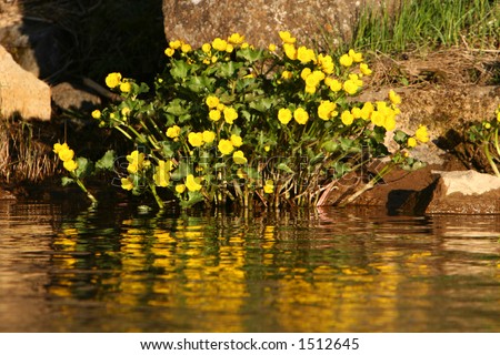 Photograph of yellow flowers on a riverbank bathed in the evening sun, reflections of the flowers on the still stream passing by