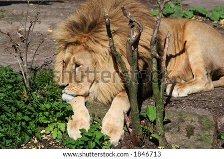Lion lying and relaxing in the sun, looking very bored