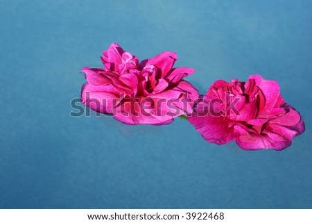Two pink roses floating in blue water