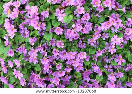 A bunch of pink flowers growing on a small shrub. Intense color gives almost painterly effect, natural colors and light