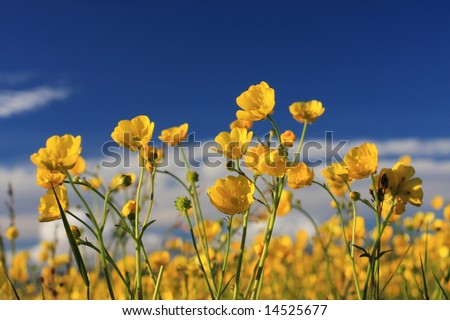 A field of small yellow summer flowers against a deep blue sky, shot in the setting sun, very saturated colors and warm summer feel to the image
