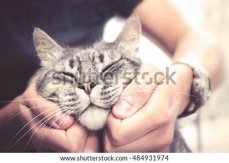 cat in human hands, pleased feline with vintage effect