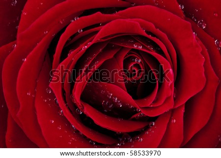 LOVE, dark red rose macro shot with wonderful dew drops