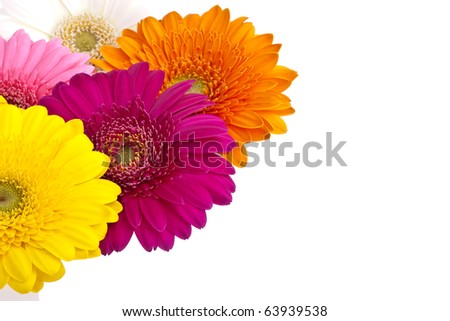 Gerber+daisies+background