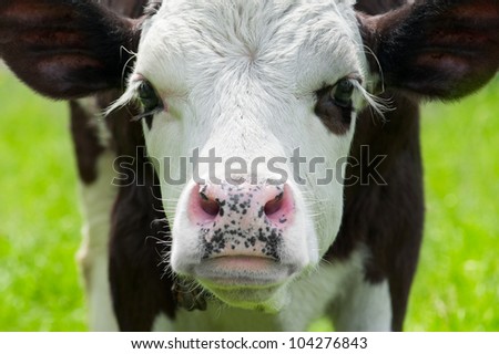 Farm animal. Close up portrait of little cow on meadow