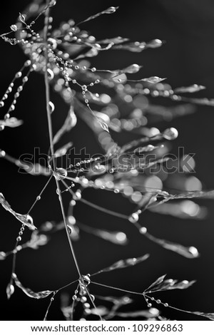Morning dew. Abstract water drops on grass. Black and white hight contrast image. Shallow depth of field