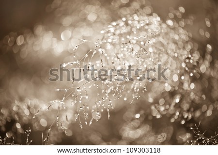 Morning dew. Abstract texture of water drops on grass. Hight contrast sepia image. Shallow depth of field