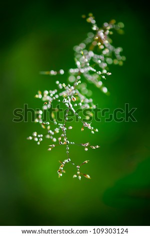 Morning dew. Shining water drops on grass over green forest background. Hight contrast image. Shallow depth of field
