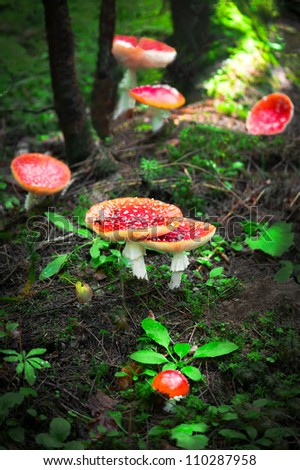 Fly agaric mushrooms in forest. Shallow depth of field