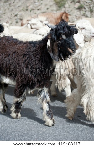 Black kashmir (pashmina) goat from Indian highland farm in Ladakh going with herd
