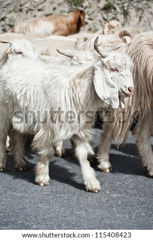 White kashmir (pashmina) goat from Indian highland farm in Ladakh going with herd