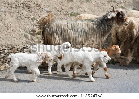 Kids goat and kashmir (pashmina) goats from Indian highland farm in Ladakh going with herd