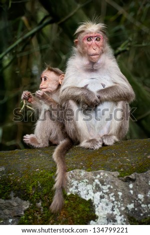 Monkey family. Mother and baby in bamboo forest. South India
