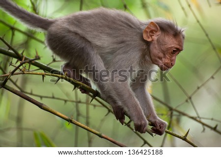 Small macaque monkey walking in bamboo forest. Animal in wild, South India