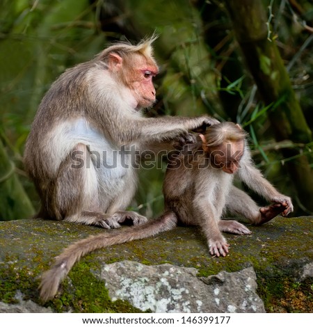 Mother macaque monkey cleaning her baby in bamboo forest. South India