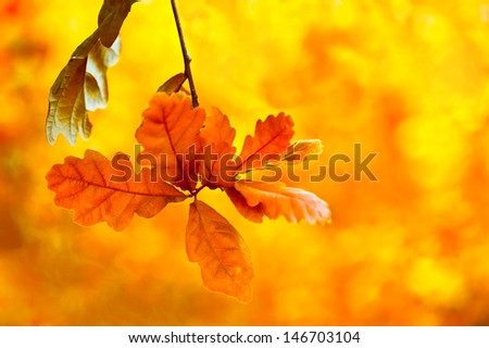 Beautiful autumn background. Bright oak leaves in autumn forest Floral background with soft selective focus, shallow depth of field