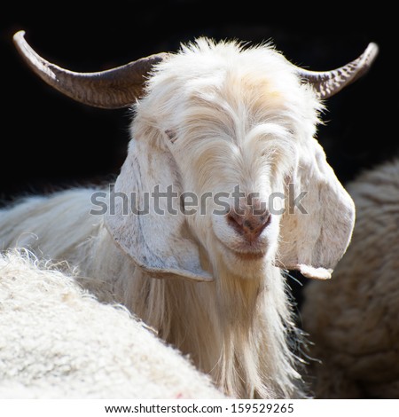 White Kashmir (Pashmina) Goat From Indian Highland Farm In Ladakh