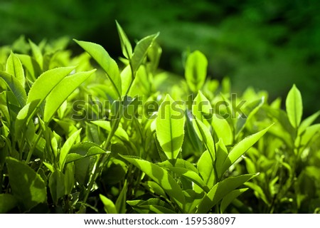 Tea leaves at plantation background under morning sun. Munnar, Kerala, India. Nature background