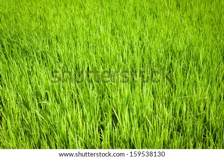 Nature background. Green texture of rice field. South India. Tamil Nadu
