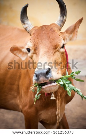 Holy indian cow eating grass. South India, Tamil Nadu,