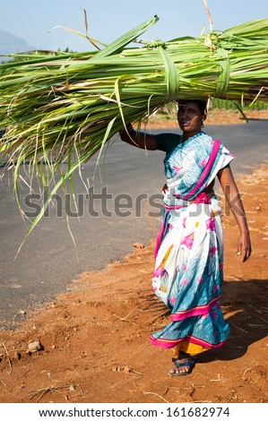 MUNNAR , INDIA - FEBRUARY 17: Indian woman in colorful sari carrying hay bale on head on February 17, 2013. India, Tamil Nadu, near Munnar