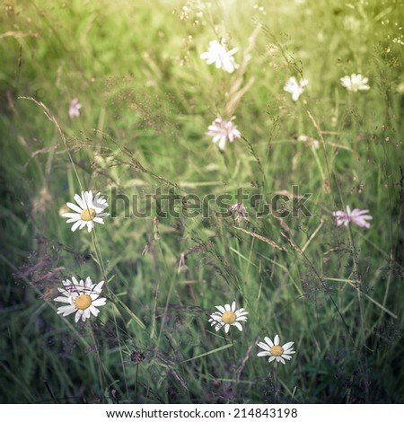 Amazing sunrise at summer meadow with wildflowers. Abstract nature floral background in vintage style