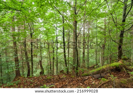 Pine trees growing in deep highland forest. Carpathian mountains nature background. Ukraine