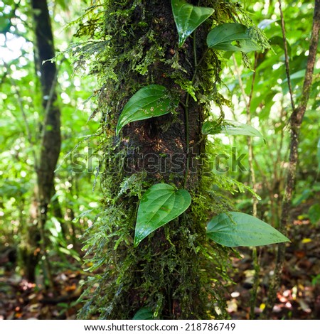Wild liana plant growing in deep mossy tropical rain forest. Nature background
