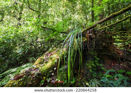 Wild tropical plant growing in deep mossy rain forest. Doi Inthanon park, Thailand nature background