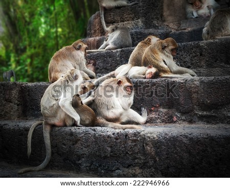 Monkeys relaxing at ancient temple ruins in tropical rainforest. Mysterious wildlife of amazing jungles