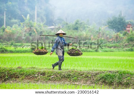 NINH BINH, VIETNAM - FEBRUARY 8, 2014: Vietnamese farmer works at rice field at foggy morning. Organic agriculture at southeast asia