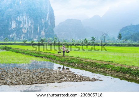 Vietnamese farmer works at rice field at foggy morning. Ninh Binh, Vietnam travel landscapes and destinations. Organic agriculture at southeast asia