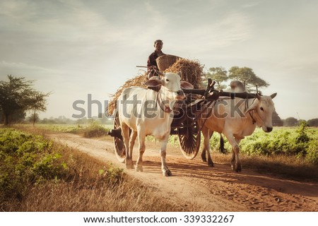 BAGAN, MYANMAR - DEC 27, 2014: Burmese rural man driving wooden cart with hay on dusty road drawn by two white buffaloes. Rural landscape and traditional village life in Burma countryside