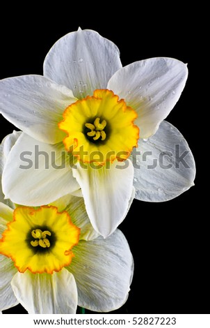 Beautiful springtime narcissus (daffodil) flower with water drops isolated on black background