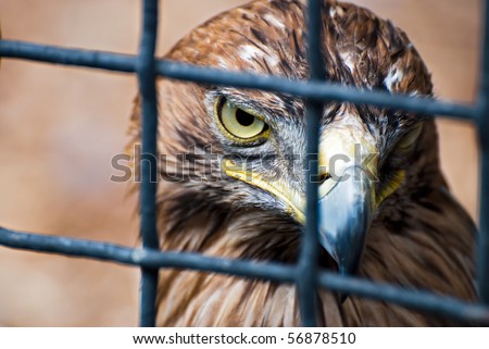 Eagle In Cage