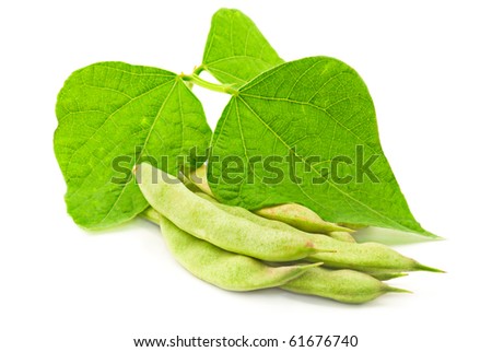 soy leaf