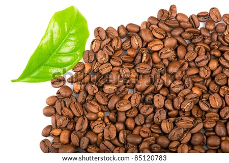 Coffee beans and green leaf of coffee plant on white