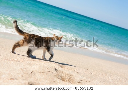 Cat walks on the beach